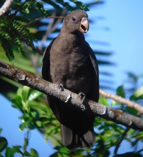 Seychelles black parrot Evolutionary distinctiveness of the Seychelles Black Parrot