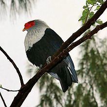 Seychelles blue pigeon httpsuploadwikimediaorgwikipediacommonsthu