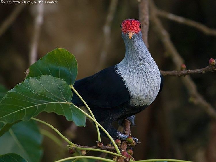 Seychelles blue pigeon Seychelles Blue Pigeon photographs by Steve Oakes