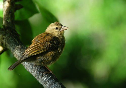 Seychelles fody Surfbirds Online Photo Gallery Search Results