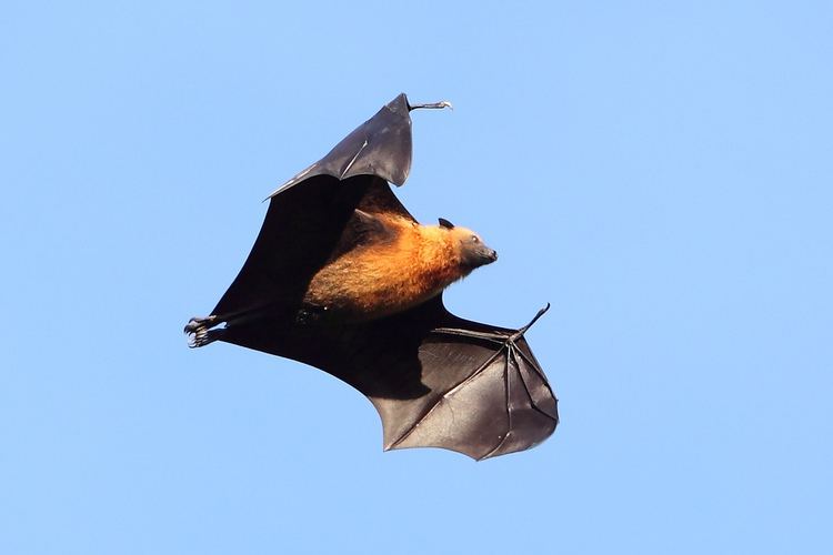Seychelles fruit bat Seychelles Fruit Bat Jon Irvine Flickr