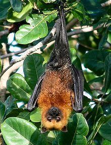 Seychelles fruit bat httpsuploadwikimediaorgwikipediacommonsthu