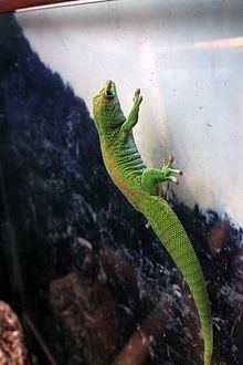 Seychelles giant day gecko httpsuploadwikimediaorgwikipediacommonsthu