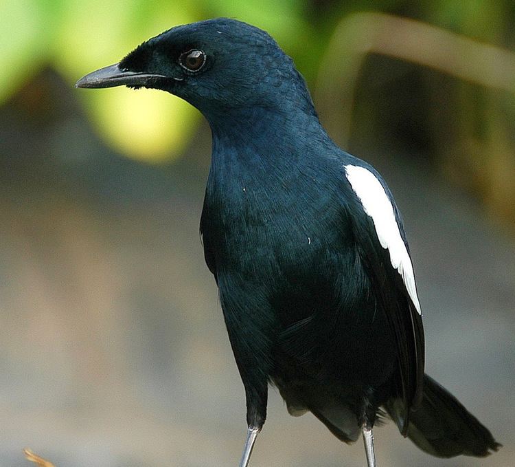Seychelles magpie-robin Nature Seychelles Blog Archive Longevity and survival of the