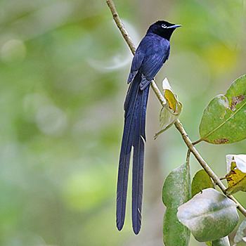 Seychelles paradise flycatcher Seychelles Paradise Flycatcher stamps mainly images gallery