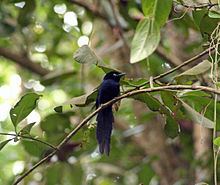 Seychelles paradise flycatcher httpsuploadwikimediaorgwikipediacommonsthu