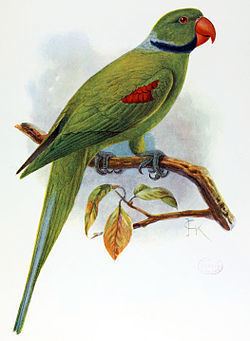 Seychelles parakeet httpsuploadwikimediaorgwikipediacommonsthu