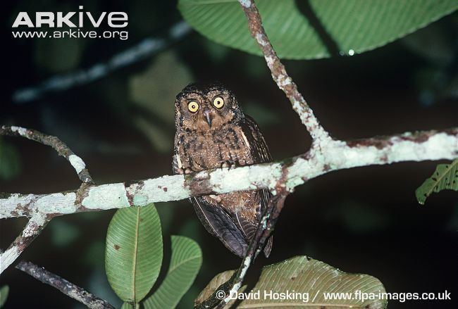 Seychelles scops owl Seychelles scopsowl photo Otus insularis G24972 ARKive