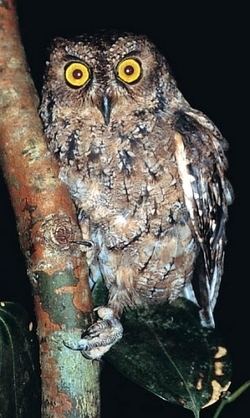Seychelles scops owl 2004
