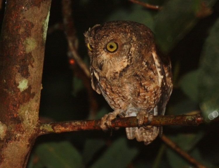 Seychelles scops owl Seychelles Scops Owl New Horizons Online