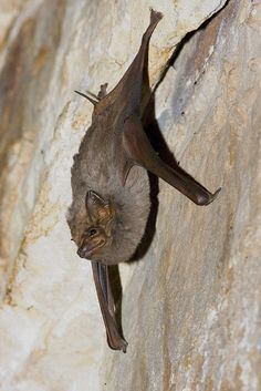 Seychelles sheath-tailed bat Lesser Sheathtailed Bat Emballonura monticola Photographed at