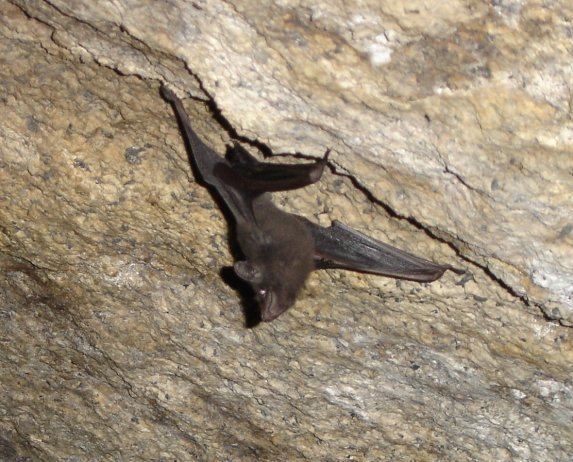 Seychelles sheath-tailed bat Conservation of the Seychelles sheathtailed bat