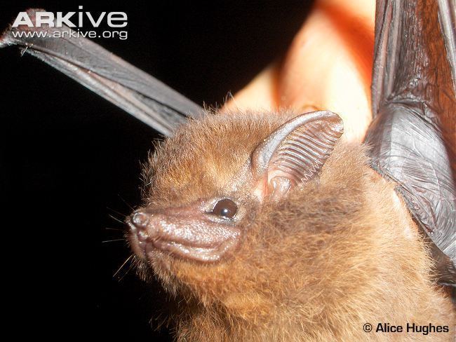Seychelles sheath-tailed bat Lesser sheathtailed bat photo Emballonura monticola G114927