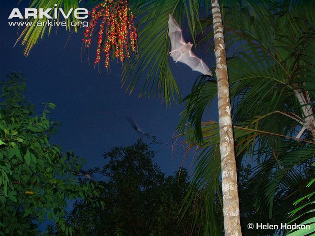 Seychelles sheath-tailed bat Seychelles sheathtailed bat videos photos and facts Coleura