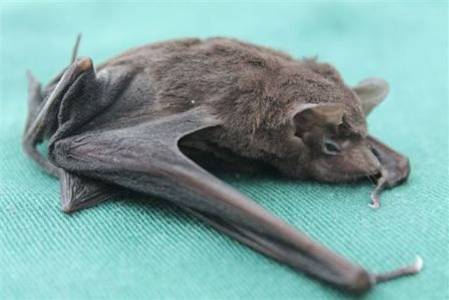 Seychelles sheath-tailed bat Living on the edge Conservationists helping the Seychelles sheath