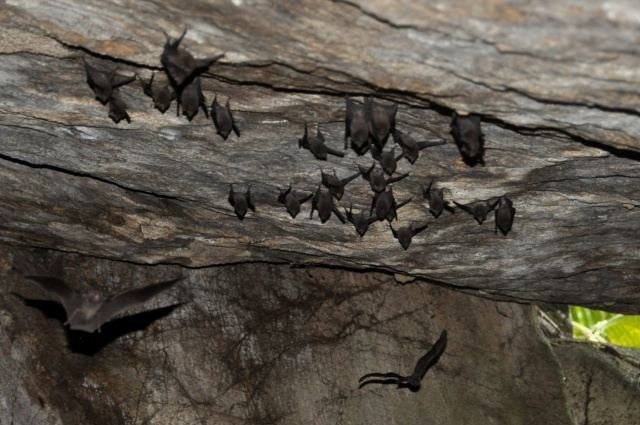 Seychelles sheath-tailed bat Living on the edge Conservationists helping the Seychelles sheath