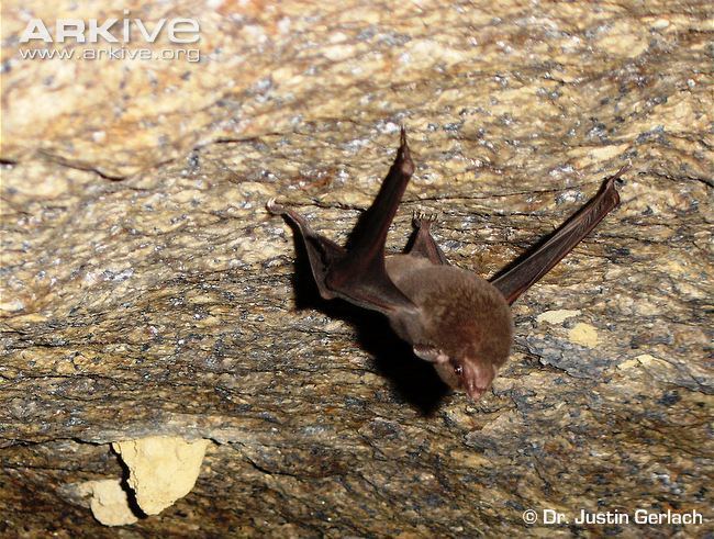 Seychelles sheath-tailed bat cdn1arkiveorgmedia191985D596985A486986DD2