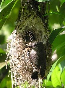 Seychelles sunbird httpsuploadwikimediaorgwikipediacommonsthu