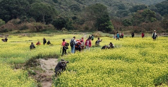 Sha Lo Tung Green groups see hidden agenda beneath Tai Po canola fields