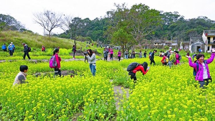 Sha Lo Tung Rapeseed saga Hong Kong developer reports planting of crops in Sha