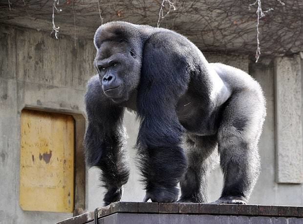 Shabani (gorilla) Japanese women go ape over 39handsome39 gorilla named Shabani Telegraph