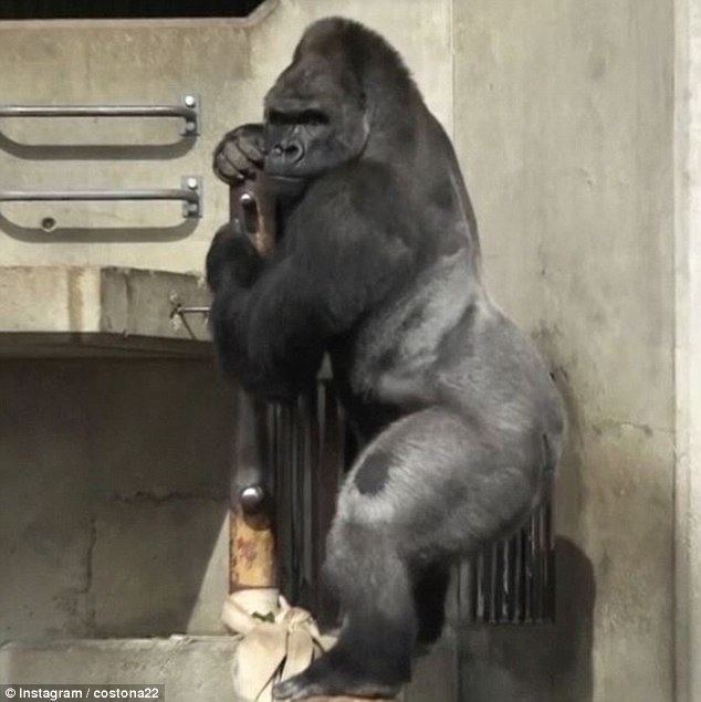 Shabani (gorilla) Gorilla Shabani who was raised in Australia has found fame in Japan