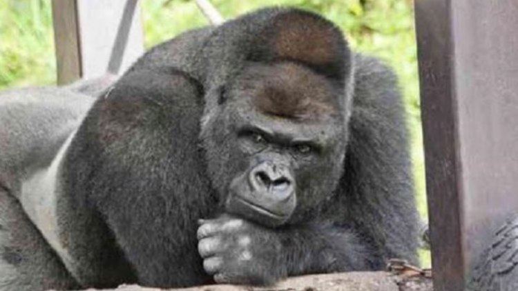 Shabani (gorilla) Handsome Gorilla Shabani Woos Women Of Japan YouTube