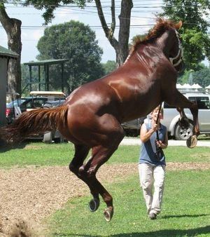 Shackleford (horse) 1000 images about shackleford on Pinterest Racing news Race on