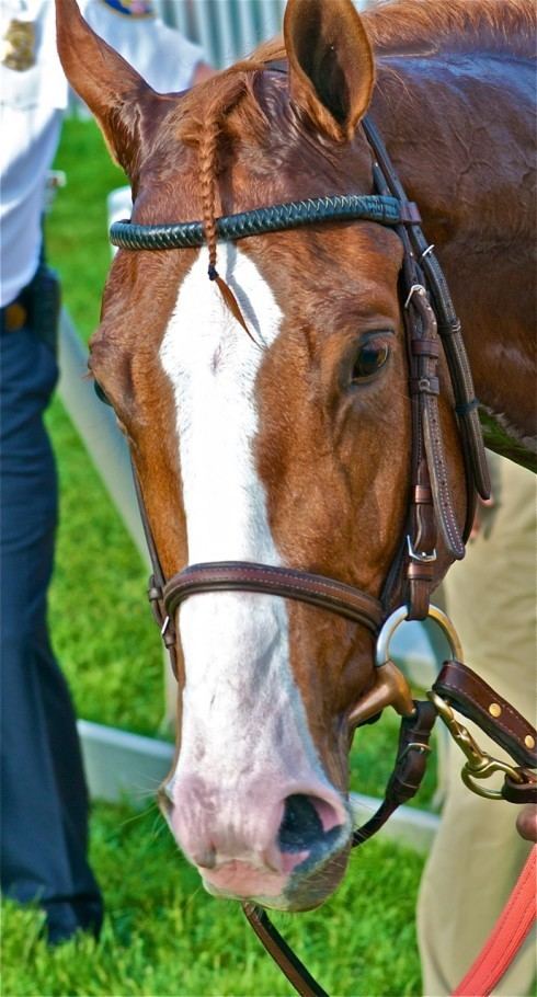 Shackleford (horse) 17 images about Shackleford on Pinterest Trainers Horse racing