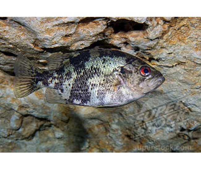 Shadow bass Fishes Of Mississippi Mississippi State University