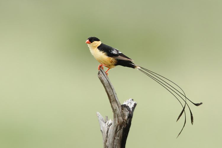 Shaft-tailed whydah Shafttailed Whydah Bird amp Wildlife Photography by Richard and