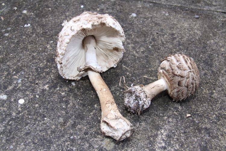 Shaggy parasol The Shaggy Parasol Mushroom First Time Foragers Recipes and