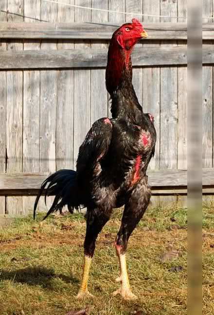 Shamo chicken with black feathers.