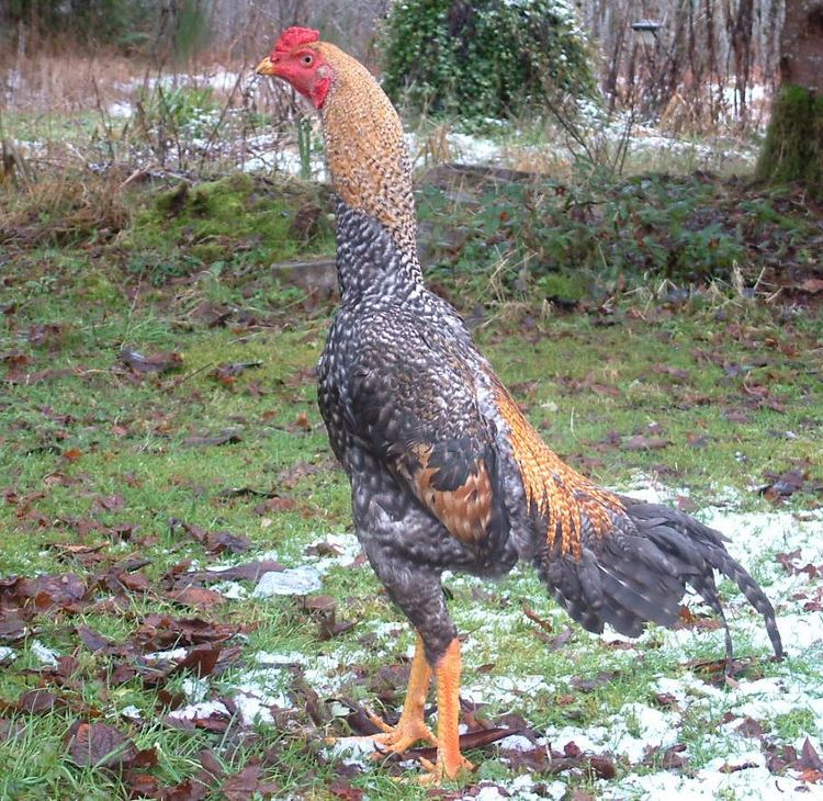 Breed of a Shamo chicken with black and brown feathers.