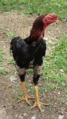 Shamo chicken with black and brown feathers.
