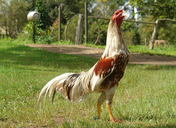 Shamo chicken with white, brown, and black feathers.