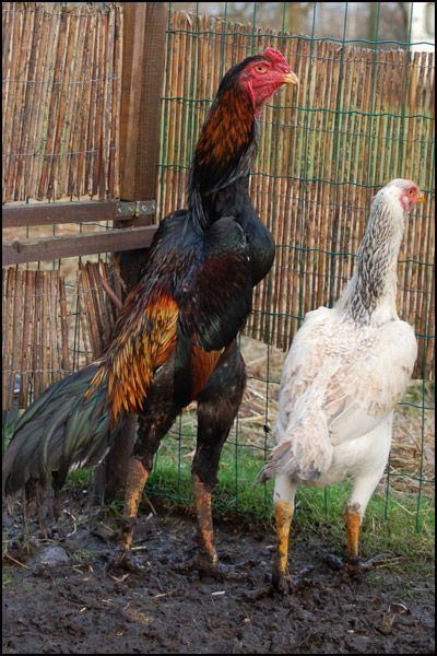 Shamo chickens inside a cage.