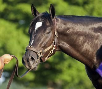 Shanghai Bobby Orb Shanghai Bobby take competition to Keeneland sales ring Daily