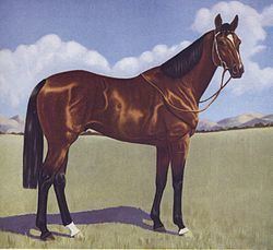 Shannon (horse) httpsuploadwikimediaorgwikipediacommonsthu