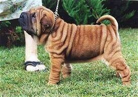 Shar Pei SharPei Dog Breed Information and Pictures