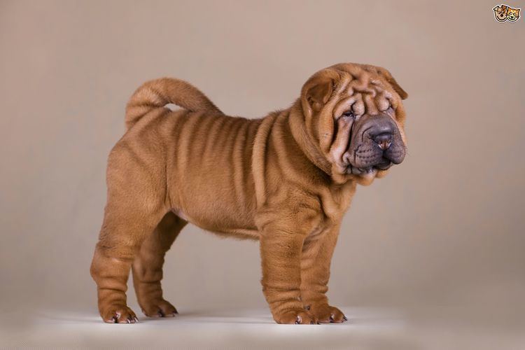 Shar Pei Shar Pei Dog Breed Information Facts Photos Care Pets4Homes