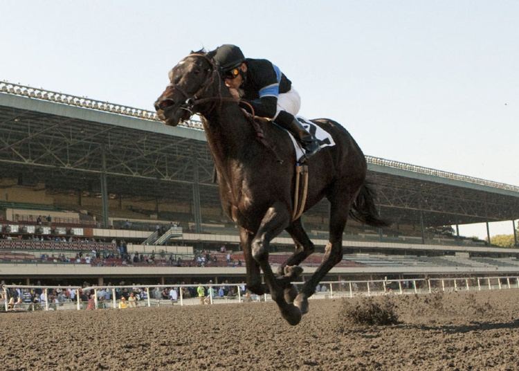 Shared Belief Shared Belief Breeders Cup Classic favourite Toronto Star
