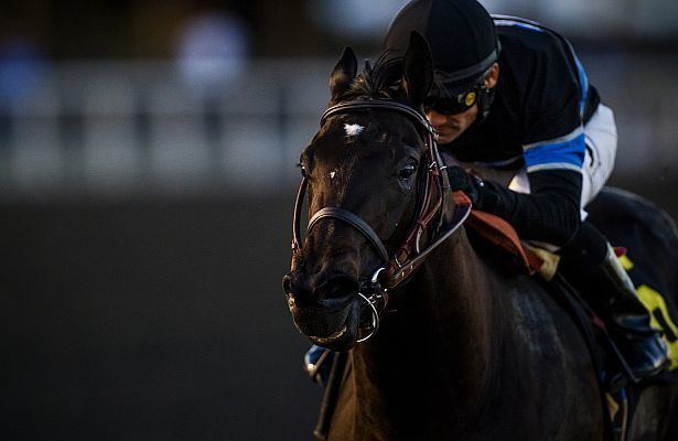 Shared Belief Shared Belief 20112015 Zipse At The Track Horse Racing Nation