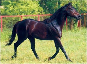Shareef Dancer Glory of Dancer was a giant among Indian stallions