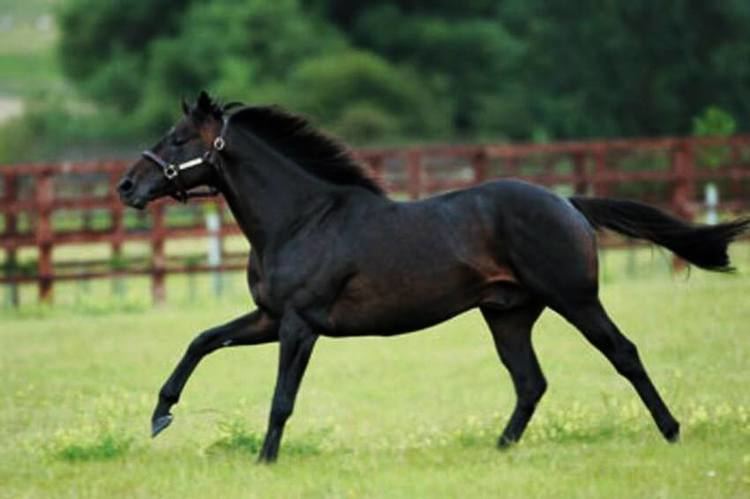 Shareef Dancer 2 Shareef Dancer 40 million Top 10 Most Expensive Horses in the