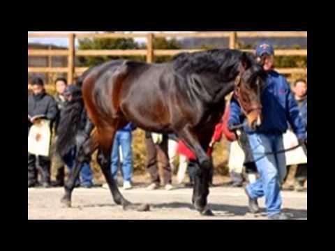 Shareef Dancer Shareef Dancer Horse the number 1 and the top most costly horse in