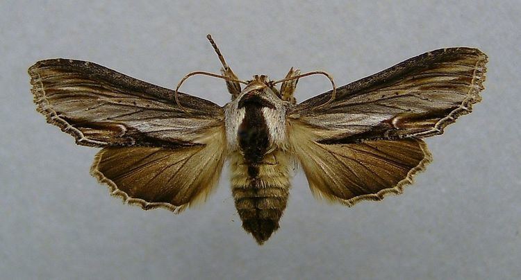 Shargacucullia blattariae