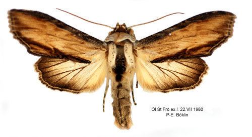 Shargacucullia lychnitis Cucullia lychnitis Insecta Lepidoptera Noctuidae