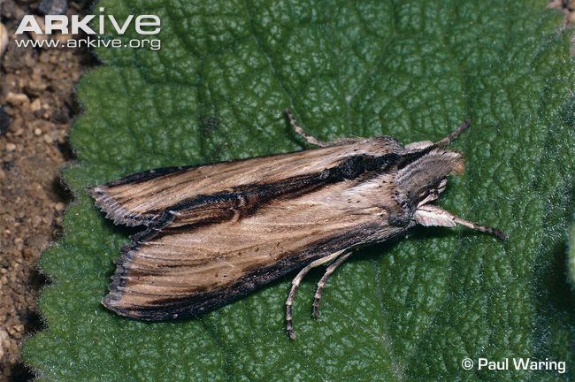 Shargacucullia lychnitis Striped lychnis moth videos photos and facts Shargacucullia
