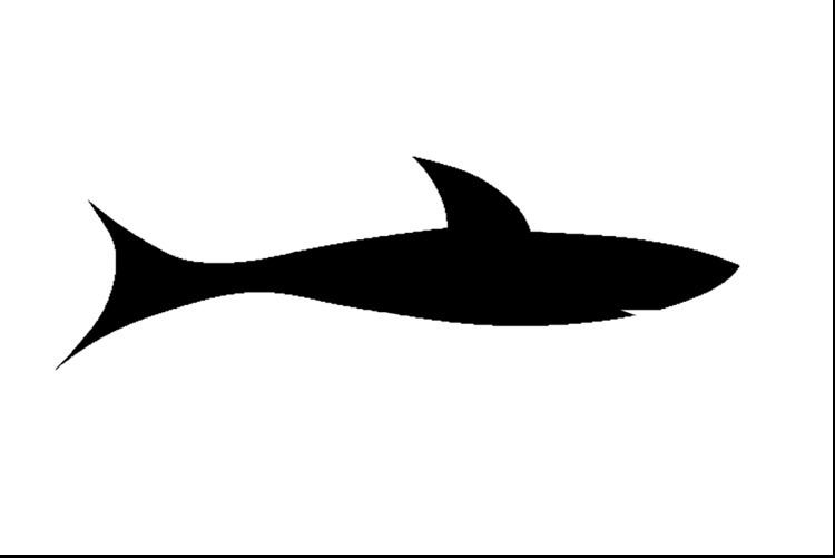 Shark 24